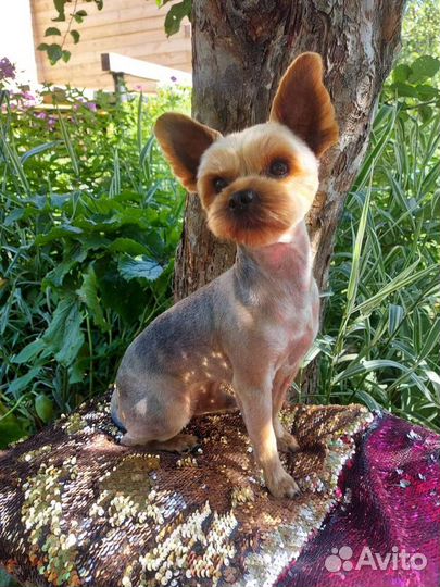 Вязка Йоркширский терьер мини беби фейс