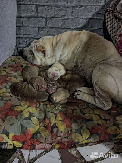 Собаки щенки шарпей