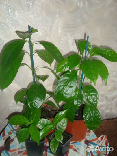 Эспиция, Уайтфельдия, Колерия и Кроссандра