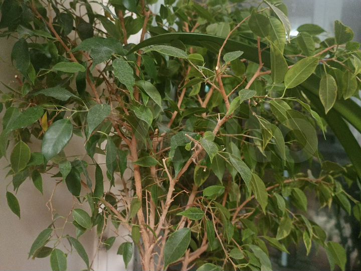 Участок 16 сот. (СНТ, ДНП)