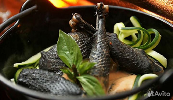 Молодые породистые петухи