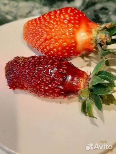 Рассада земклуника Купчиха