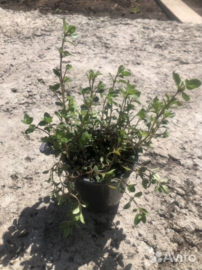 Чабрец, тимьян,богородская трава