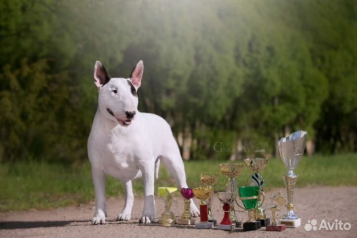 Открыт для вязок бультерьер