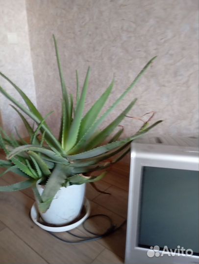 Алоэ вера. столетник лечебный