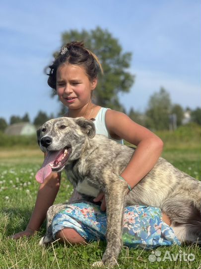 Тигровая девочка в дар