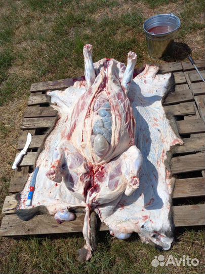 Забой скота