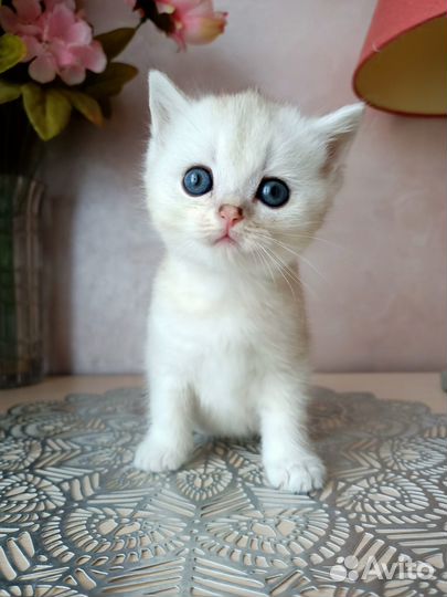 Британка с голубыми глазами