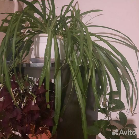 Хлорофитум