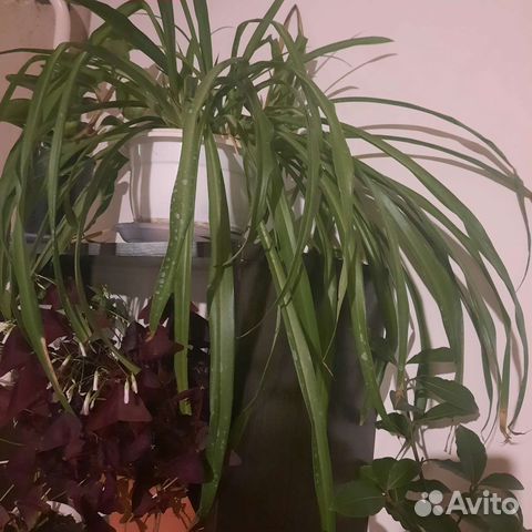 Хлорофитум