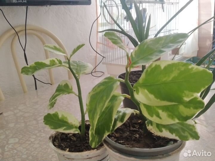 Финиковая пальма