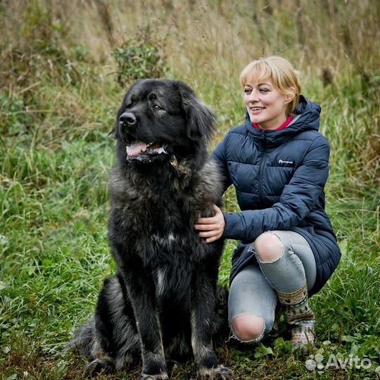 Черный кавказец в дар