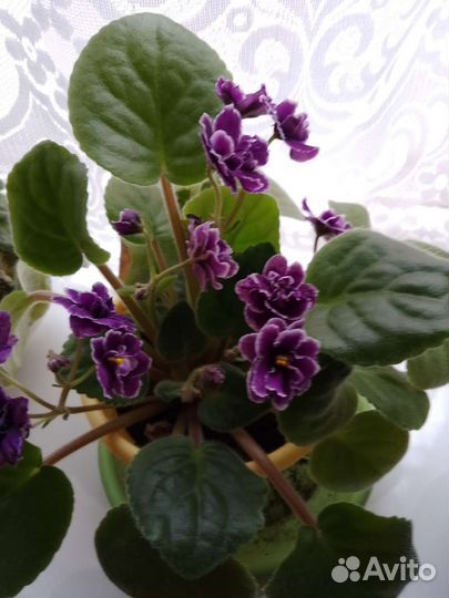 Фиалка в горшках