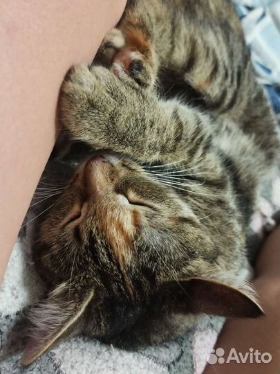 Кошка