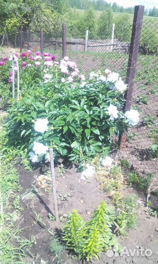 Пион фестива максима