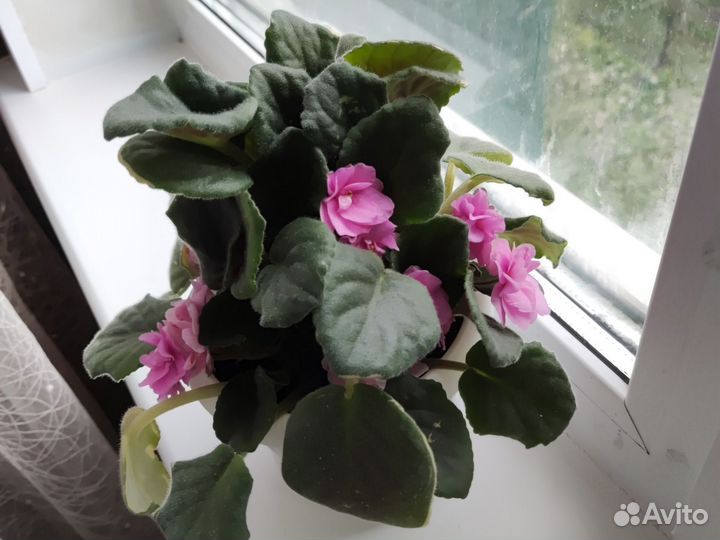 Комнатные растения