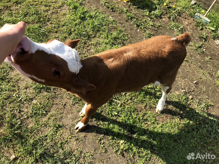 Телочка 1 месяц