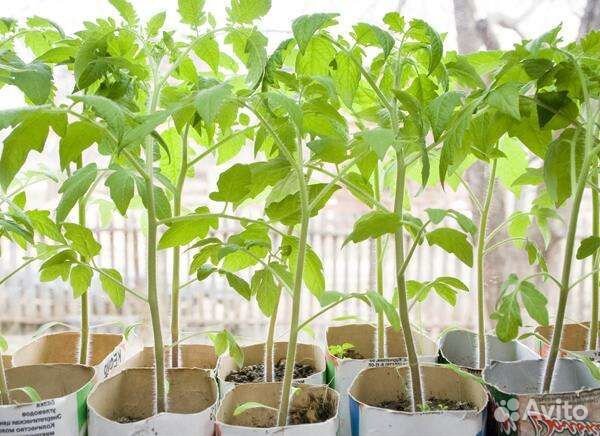 Рассада томатов, перцев, огурцов, баклажан
