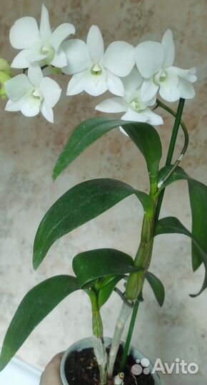 Орхидея дендробиум