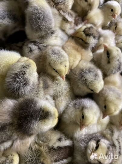 Цветной бройлер