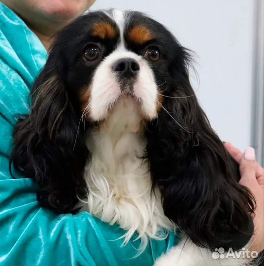 Кавалер кинг чарльз Спаниель вязка