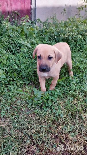 Щенули в добрые ручки