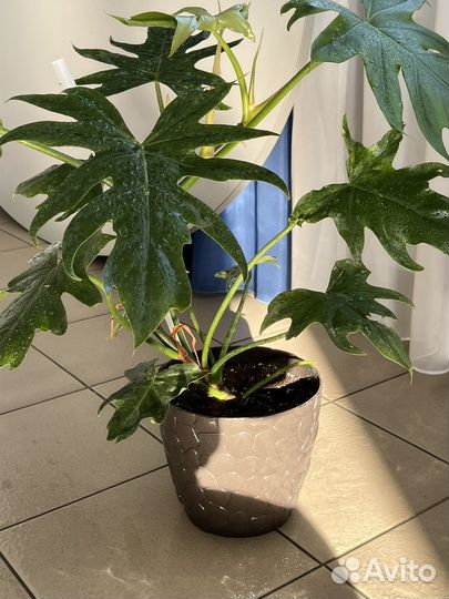 Филадендрон