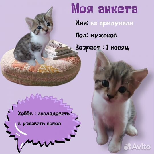 Котята ищут дом