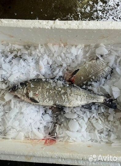 Свежая форель из Карелии оптом от 20 кг