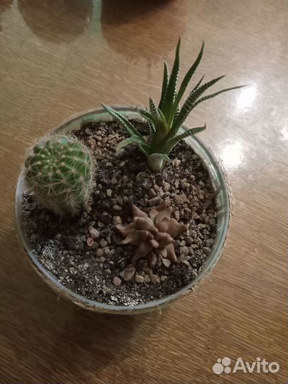 Мини-садик хавортия и кактус и суккулент эхеверия