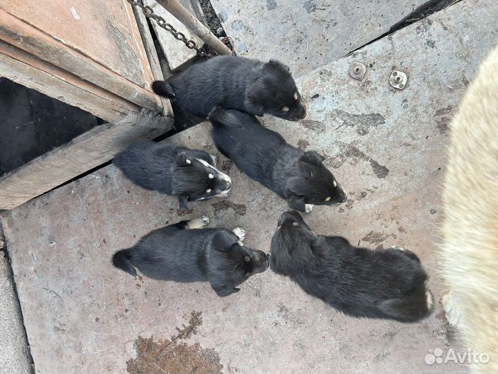 Отдам в добрые руки