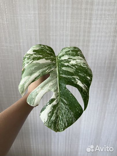 Монстера вариегатная альба