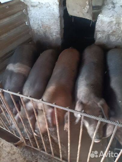 Свиньи живым весом