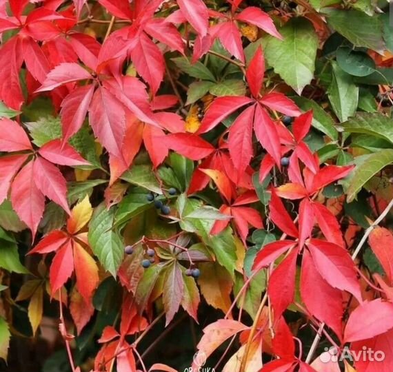 Девичий виноград (декоративный) лианы