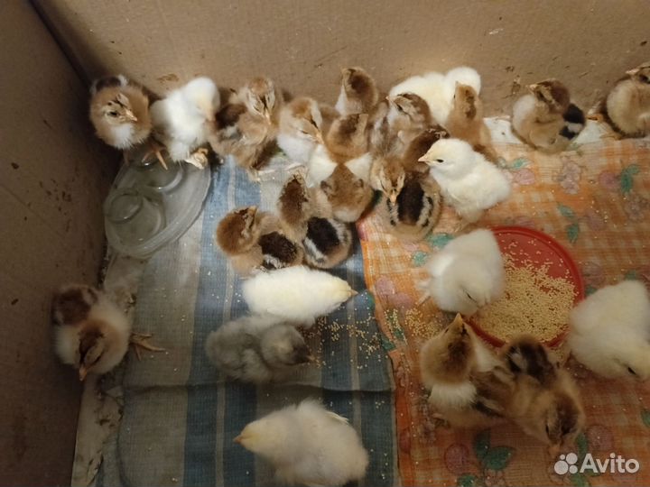 Цыплята брама