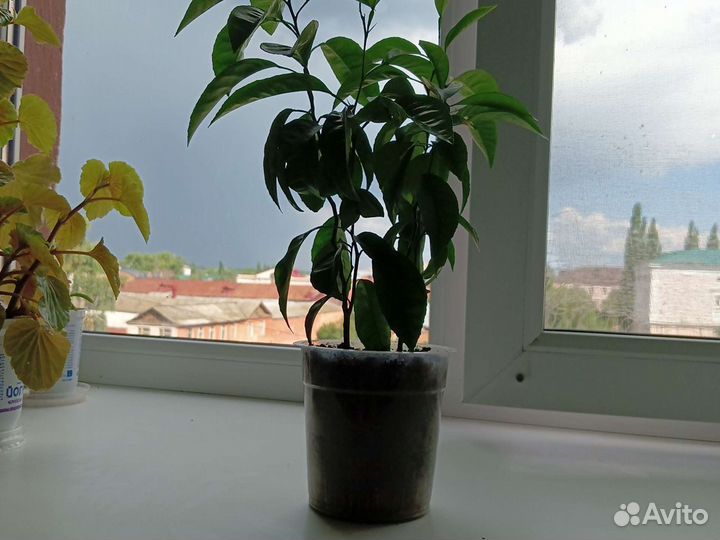 Марокканский мандарин 2 в 1