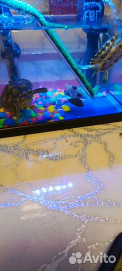 Черепашки красноухие