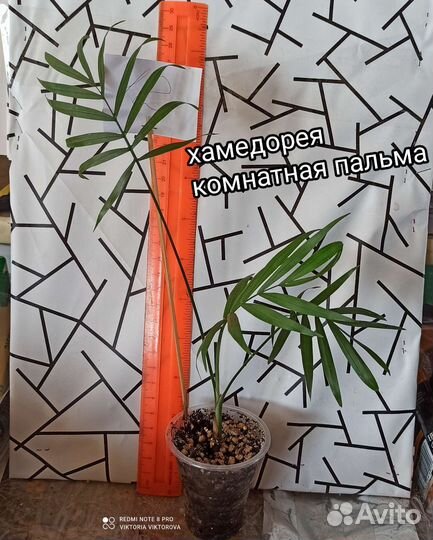 Хамедорея, комнатная пальма