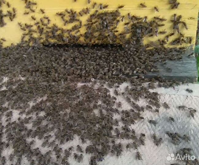 Пчелы