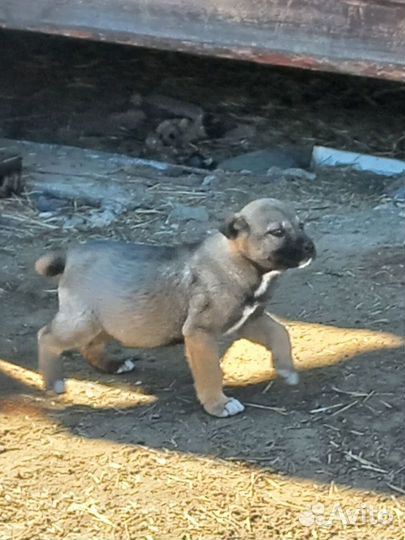 Щенки бесплатно