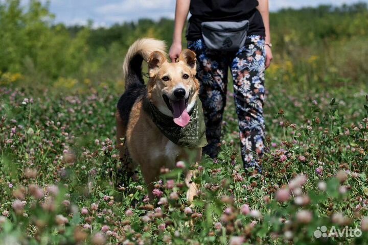 Собака в добрые руки