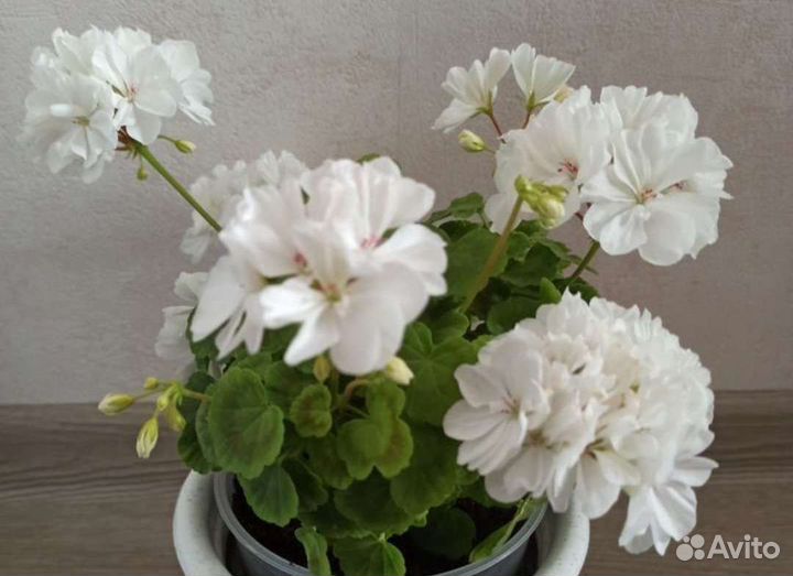 Пеларгония герань Срезы