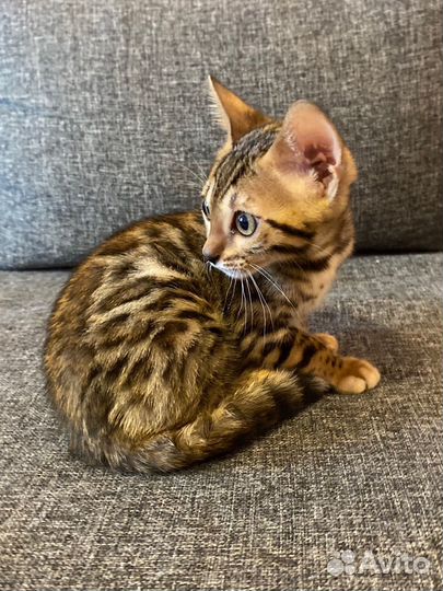 Бенгальские котята
