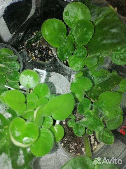 Цветы комнатные и садовые