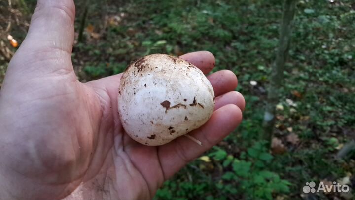 Гриб весёлка