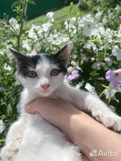 Котенок в добрые руки
