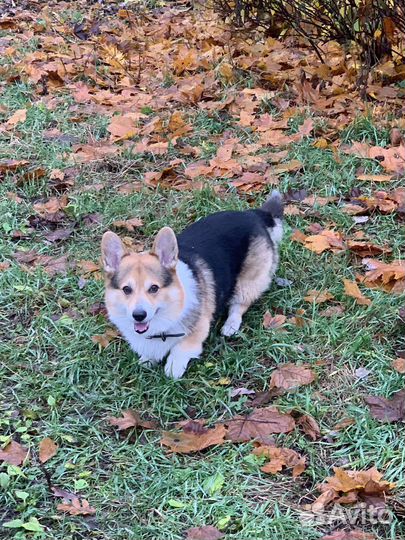 Выгул собак. Догситтер из Санкт-Петербурга