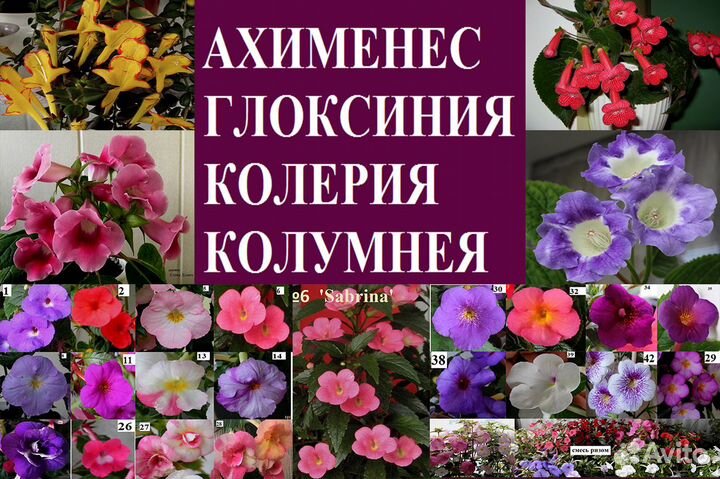 Ахименесы,глоксинии,колерия,колумнея