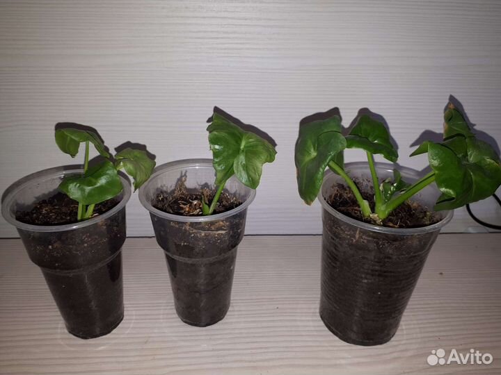 Алоказия сильвер дракон, филодендрон атом