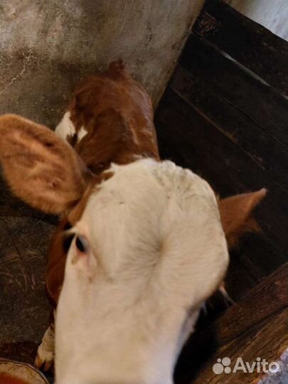 Бычки и быки